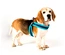 Max & Molly - Peitoral Q-Fit "Matrix Sky Blue" - Azul