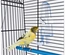 Bebedouro Tweety Special 200