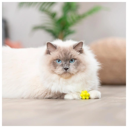 Satélites Em Plástico Para Gatos (4 Unidades)