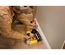 Pregadora Pneumática de Acabamento 16GA 25–64mm com Mala DEWALT DPN1664PP-XJ