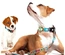 Max & Molly - Coleira Com Id Tag "Comic"