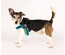 Max & Molly - Peitoral Q-Fit "Matrix Sky Blue" - Azul