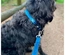 Max & Molly - Trela "Matrix Sky Blue" - Azul