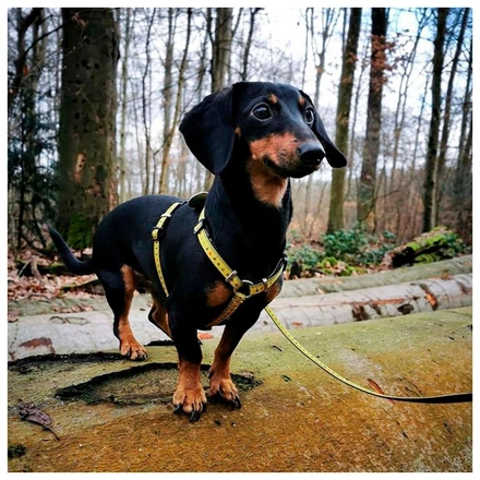 Max & Molly - Peitoral "Ruler"