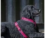 Peitoral Trekking "Premium" - Fuchsia