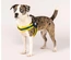 Max & Molly - Peitoral Q-Fit "Matrix Yellow" - Amarelo