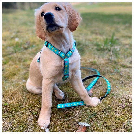 Max & Molly - Trela Multi "Ducklings"