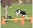 Conjunto De Obstáculos Para Agility