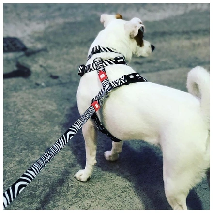 Max & Molly - Peitoral "Zebra"