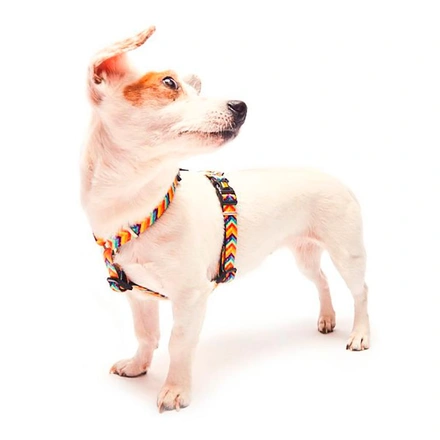 Max & Molly - Peitoral "Summertime"