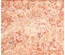 Musgo "Sphagnum" - Substrato Tropical