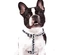 Snoopy - Peitoral (Branco/C.B.)