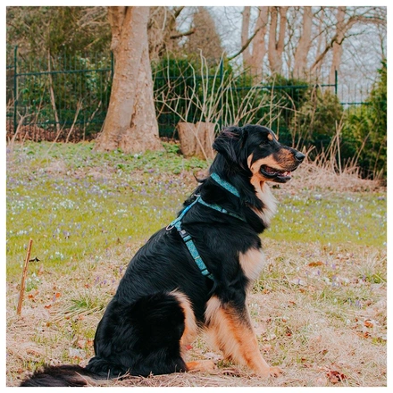 Max & Molly - Peitoral "Retro Blue"