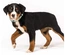 Max & Molly - Coleira Com Id Tag "Black Sheep"