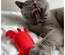 Beco Toy - Caranguejo Com Catnip