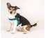Max & Molly - Peitoral Q-Fit "Matrix Sky Blue" - Azul