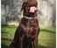 Max & Molly - Coleira Com Id Tag "Little Monsters"
