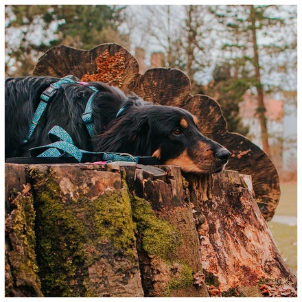 Max & Molly - Trela Multi "Retro Blue"