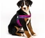 Max & Molly - Peitoral Q-Fit "Matrix Pink" - Rosa