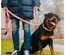 Max & Molly - Trela Multi "Retro Pink"