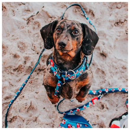 Max & Molly - Trela Multi "Frenzy The Shark"