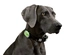 Max & Molly - Matrix Ultra Led - Verde