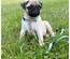 Max & Molly - Coleira Com Id Tag "Ducklings"