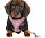 Junior - Soft Peitoral Com Trela Para Cachorro - Lilás Claro