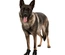 Bota Protetora "Walker Active" Para Cães