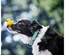 Max & Molly - Coleira Com Id Tag "Ducklings"
