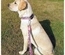 Max & Molly - Trela "Leopard Pink"