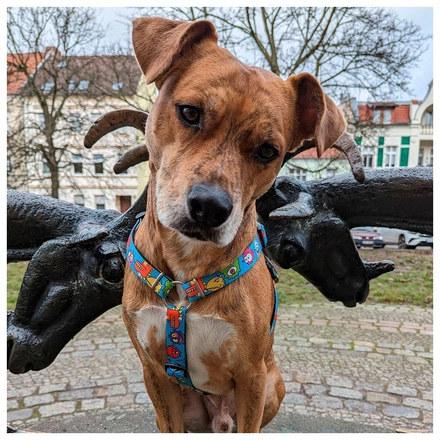 Max & Molly - Peitoral "Little Monsters"