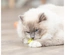 Satélites Em Plástico Para Gatos (4 Unidades)