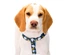 Snoopy - Peitoral (Azul/Xadrez)