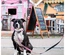 Max & Molly - Trela Multi "Strawberry Dream"
