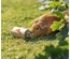 Cilindro Em Madeira Para Snacks Para Porq. Da Índia E Coelhos