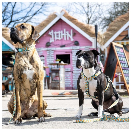 Max & Molly - Peitoral "Sweet Pineapple"