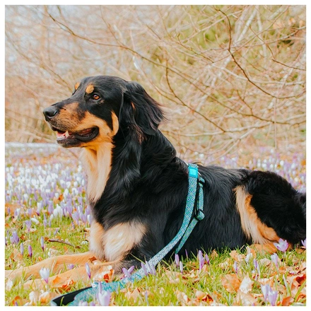 Max & Molly - Trela Multi "Retro Blue"
