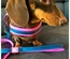 Max & Molly - Trela Multi "Matrix Pink" - Rosa