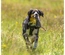 Peitoral "Premium Active" - Preto