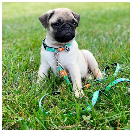 Max & Molly - Trela Multi "Ducklings"