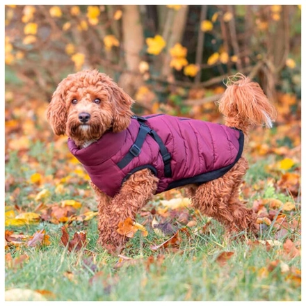 Capa "Pirou" Com Peitoral Para Cães - Vinho