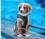 Max & Molly - Peitoral Air-Vest "Matrix 2.0" - Preto