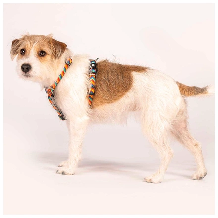 Max & Molly - Peitoral "Summertime"