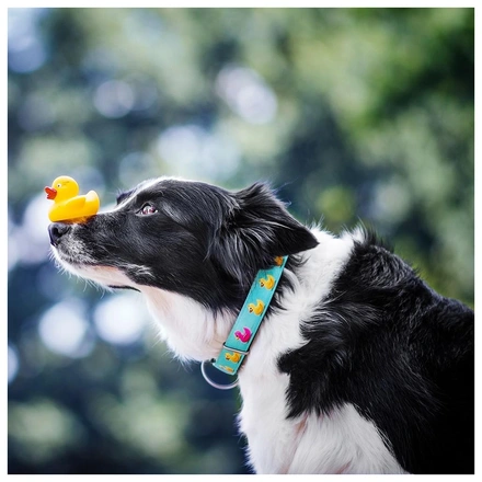 Max & Molly - Coleira Com Id Tag "Ducklings"