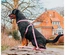 Max & Molly - Peitoral "Retro Pink"
