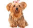 Ganchos Para "Yorkshire Terrier" (10 Unidades)