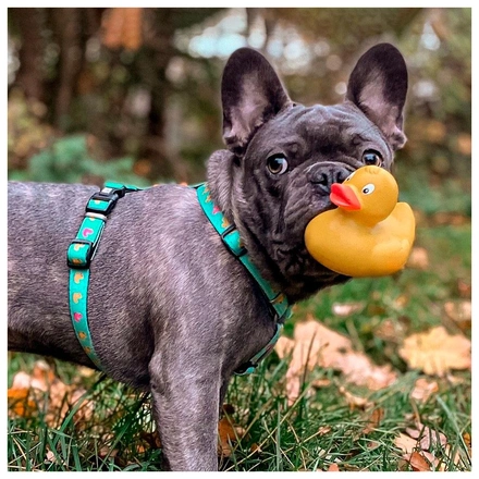 Max & Molly - Peitoral "Ducklings"