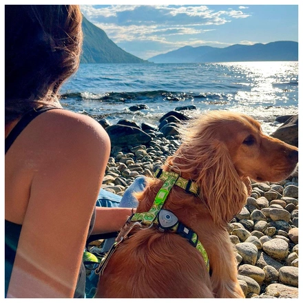 Max & Molly - Peitoral "Kiwi"