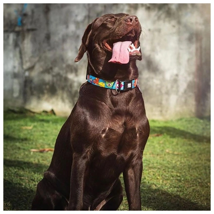 Max & Molly - Coleira Com Id Tag "Little Monsters"